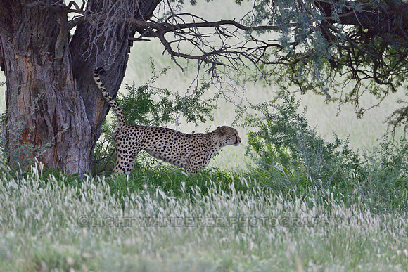 Cheetah leaving scent marks