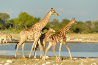 Three giraffes