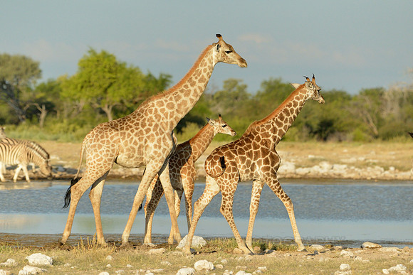 Three giraffes