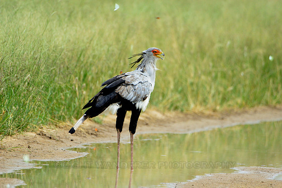 Secretary bird