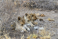 Lion cubs