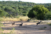 Kudu antelope on dry riverbed
