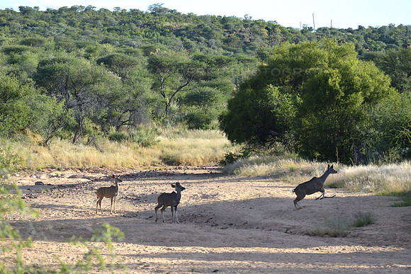 Kudu antelope on dry riverbed