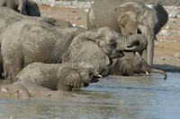 Elephants drinking