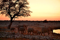 Elephants at Okaukuejo water hole