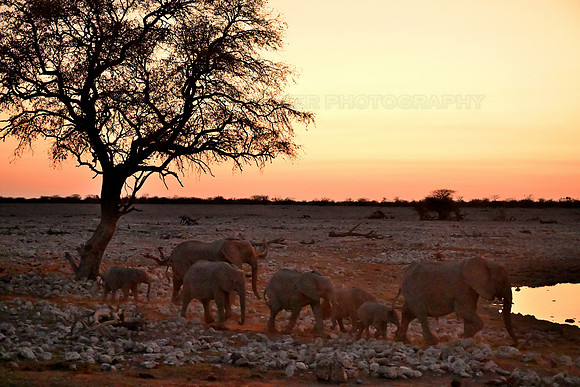 Elephants at Okaukuejo water hole