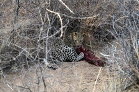 Young leopard