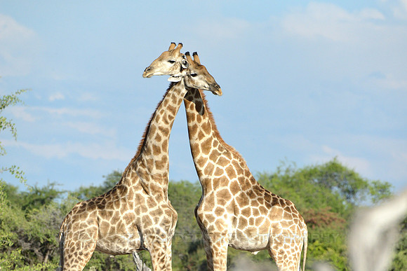 Giraffe's mating season battle #5