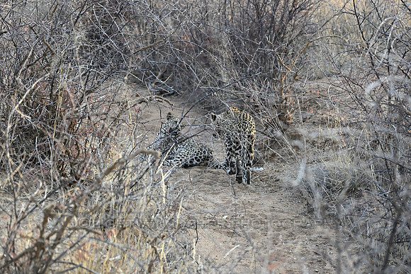 Leopard female with large cub