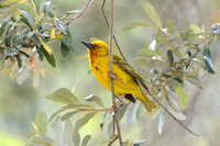 Cape Weaver