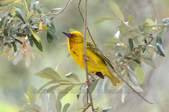 Cape Weaver