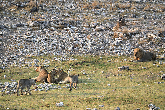 Lions