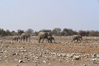 Elephants