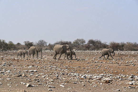 Elephants
