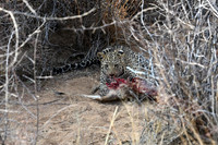 Young leopard eating