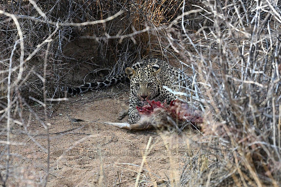 Young leopard eating
