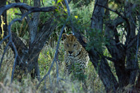 Male leopard