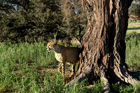 Kgalagadi Transfrontier Park, South Africa