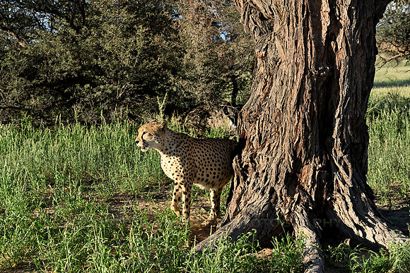 Cheetah marking his territory