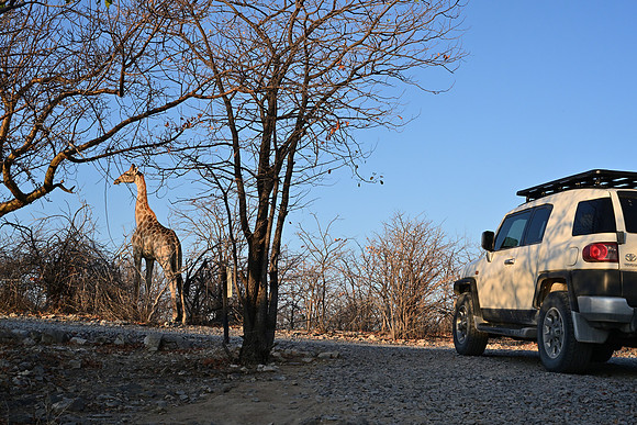 Giraffe
