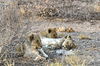 Lion cubs
