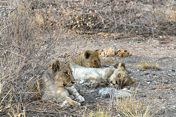 Lion cubs
