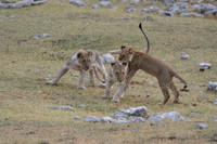 Lion cubs playing