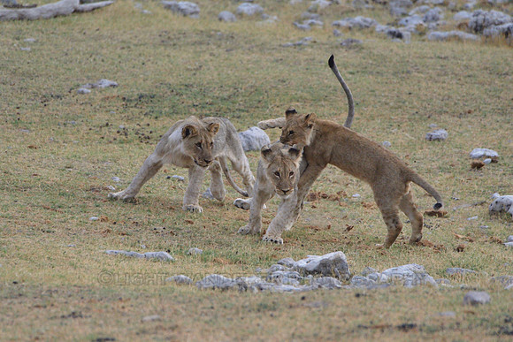 Lion cubs playing