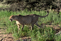 Cheetah