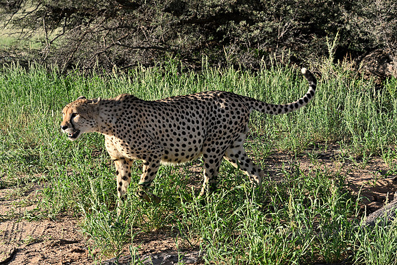 Cheetah