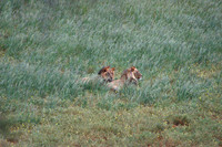 Young male lions