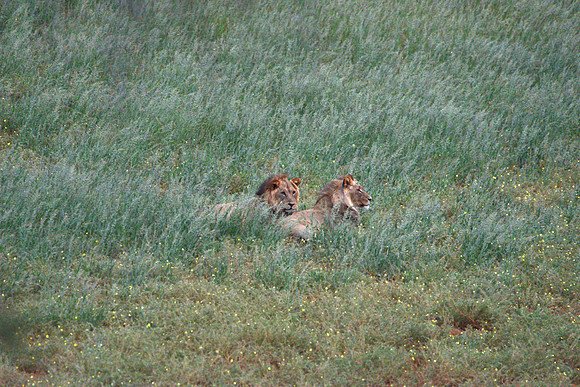 Young male lions