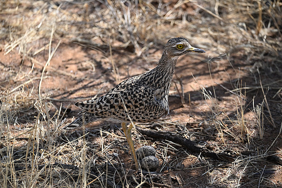 Red crested bustard