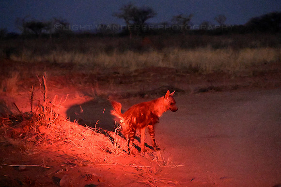 Brown hyena
