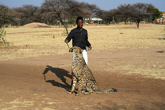 Cheetah getting snack