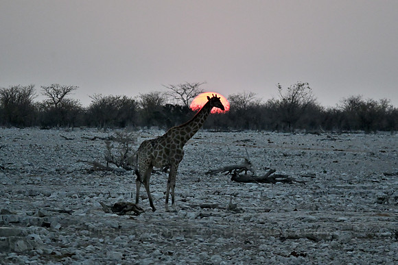 Giraffe at sunset