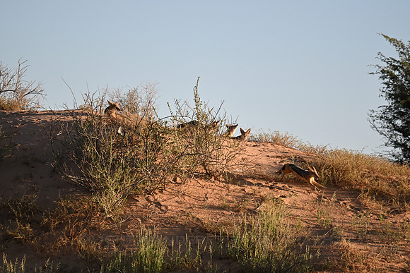 Family of black-backed jackals