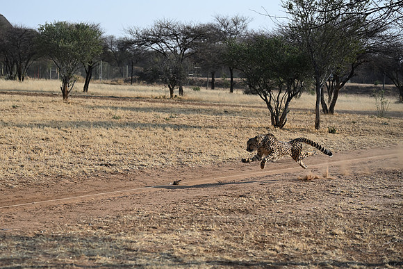 Cheetah running after lure