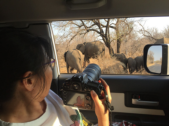 Elephants