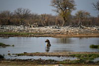 Spotted hyena taking bath