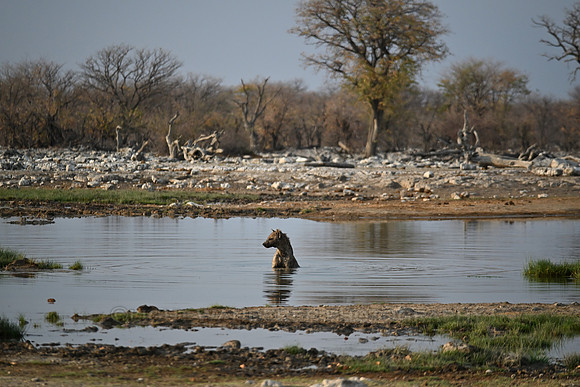 Spotted hyena taking bath