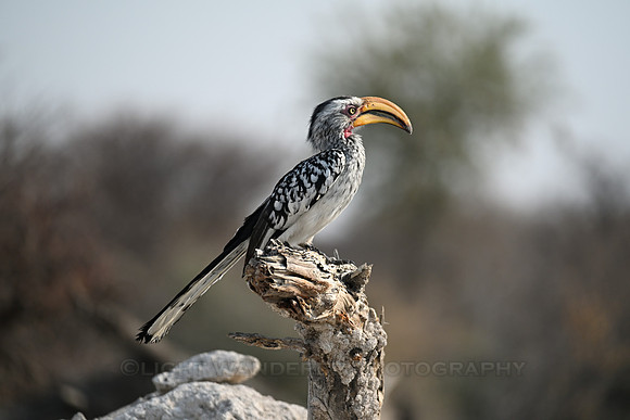 Hornbill