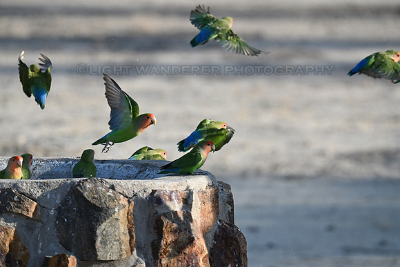 Rosy faced lovebird