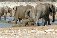 Elephants at a waterhole