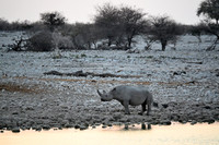 Black rhino