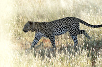 Leopards of Okonjima