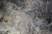 Leopard female and large cub