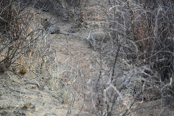 Leopard female and large cub
