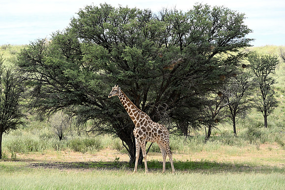 Giraffe
