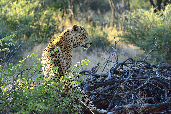 Male leopard